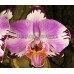 Орхидея 1 ветка (Taiwan-Diamond-Rainbow-Cat)
